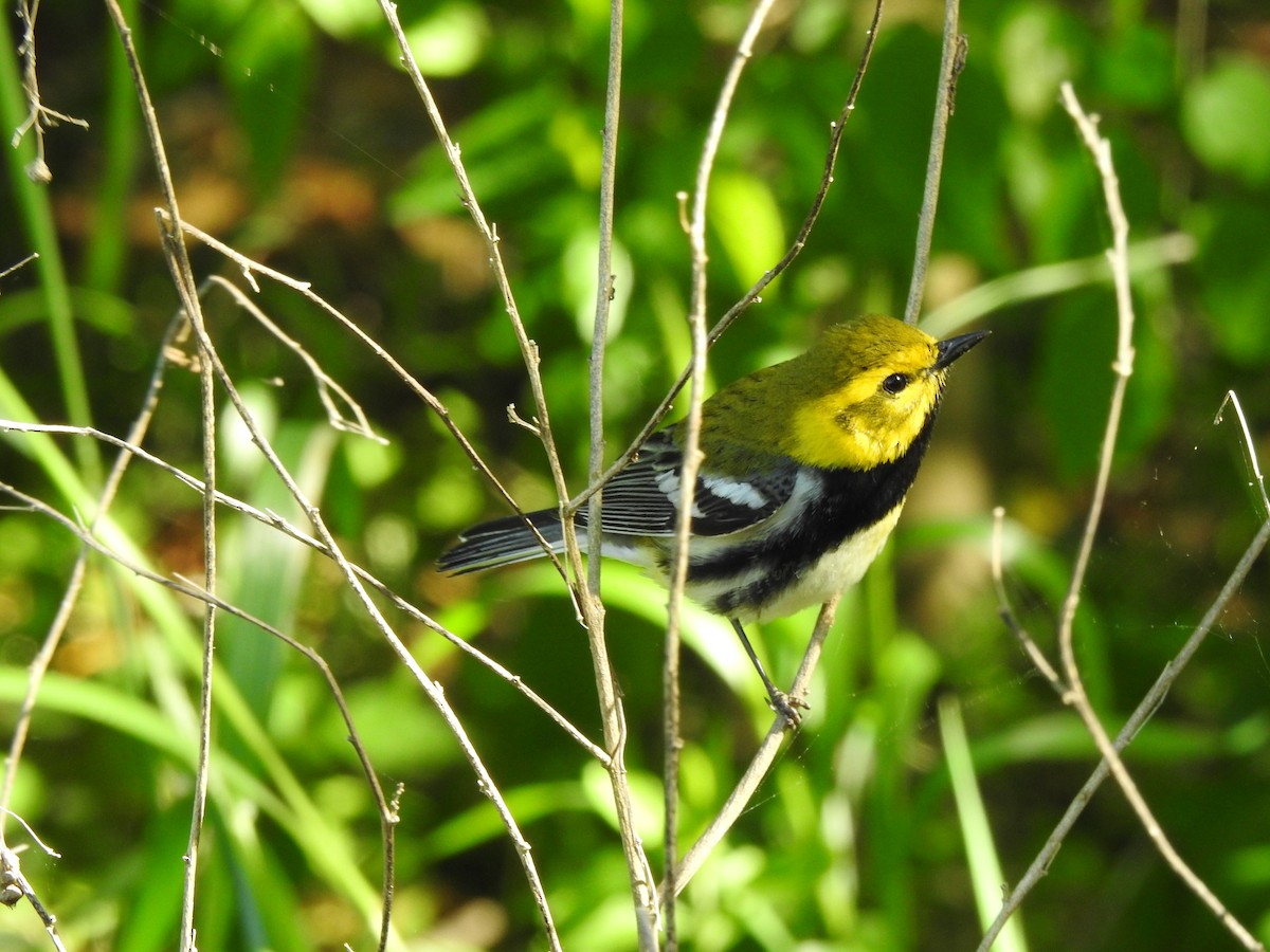 Black-throated Green Warbler - Steve Butterworth