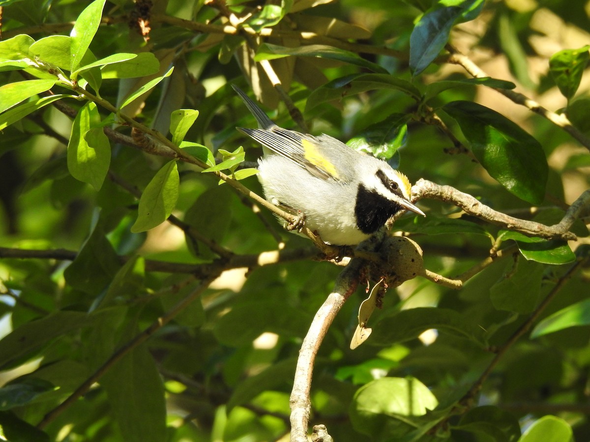 Golden-winged Warbler - Steve Butterworth