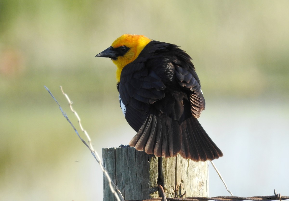 Yellow-headed Blackbird - Mark  Ludwick