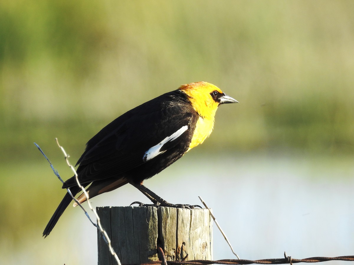 Yellow-headed Blackbird - ML100599361