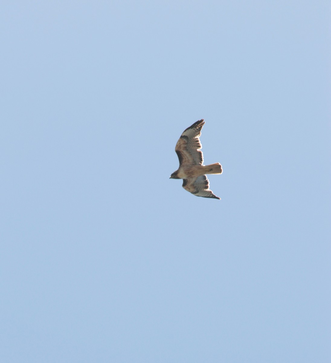 Red-tailed Hawk - ML100600651