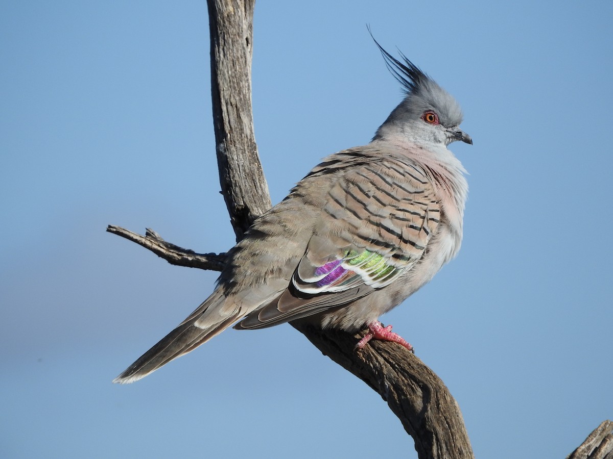 Crested Pigeon - ML100601721