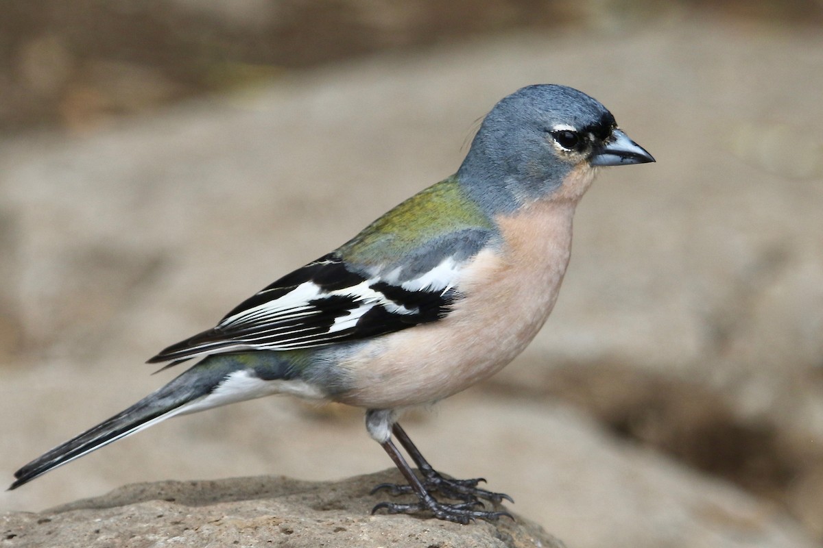 African Chaffinch (African) - Gil Ewing