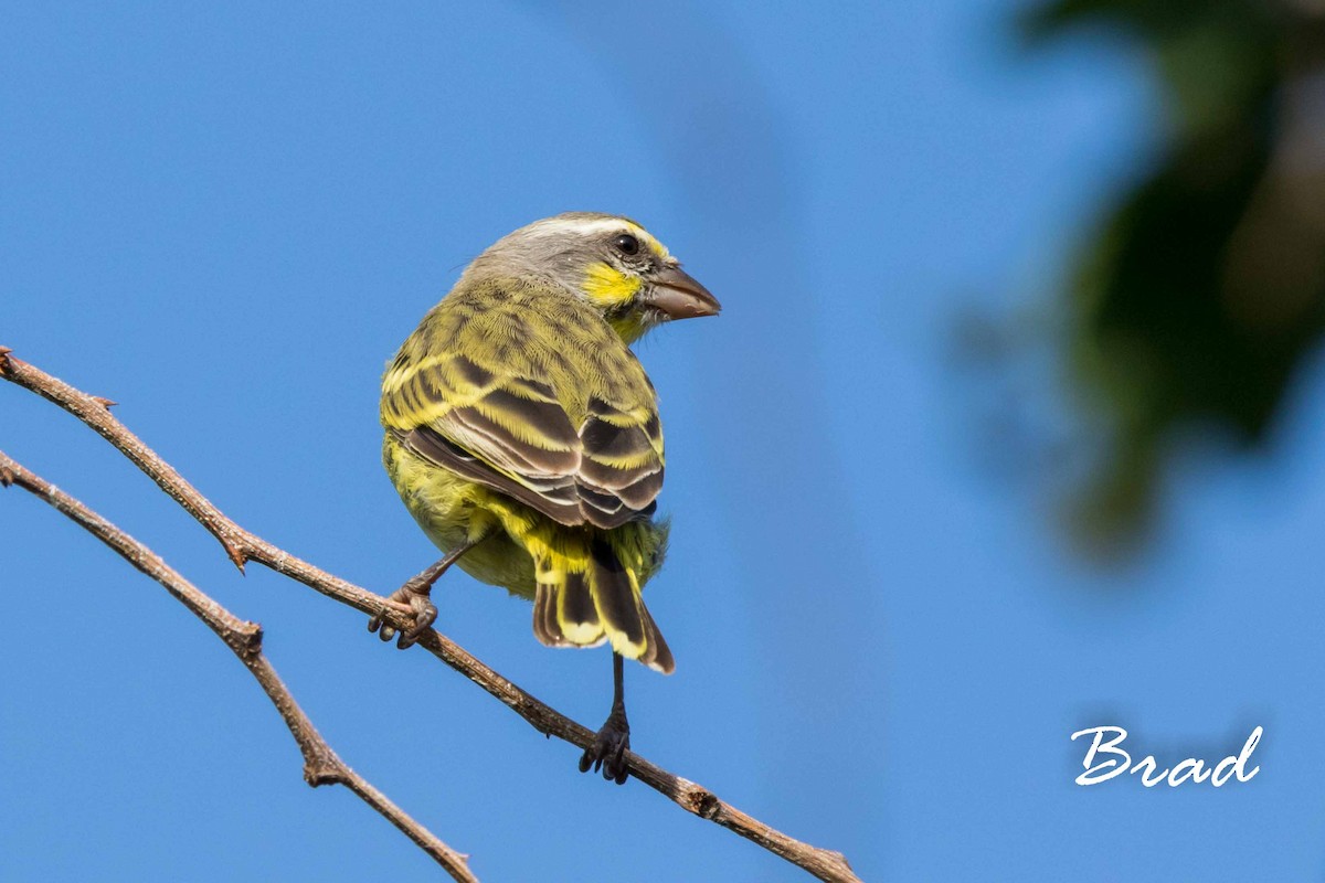 Yellow-fronted Canary - ML100605281