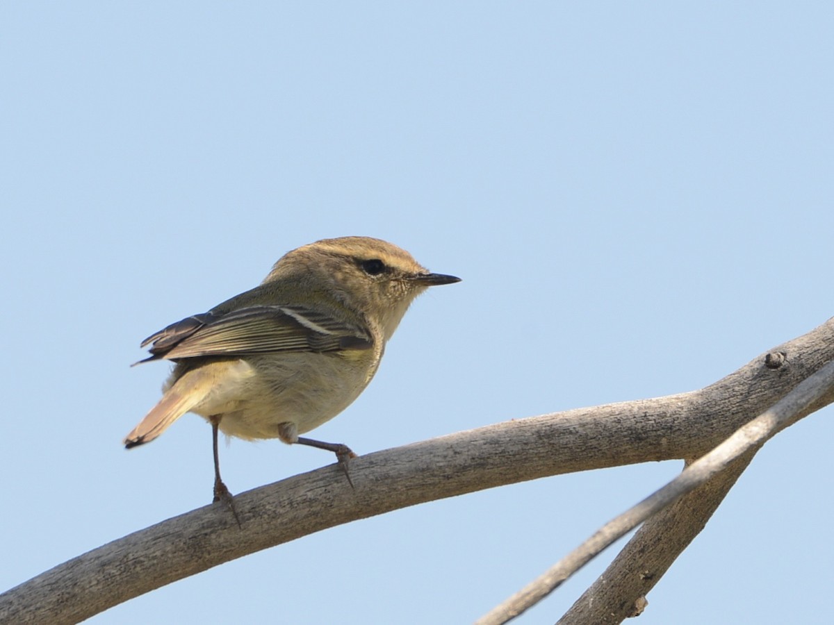 Hume's Warbler - ML100607081