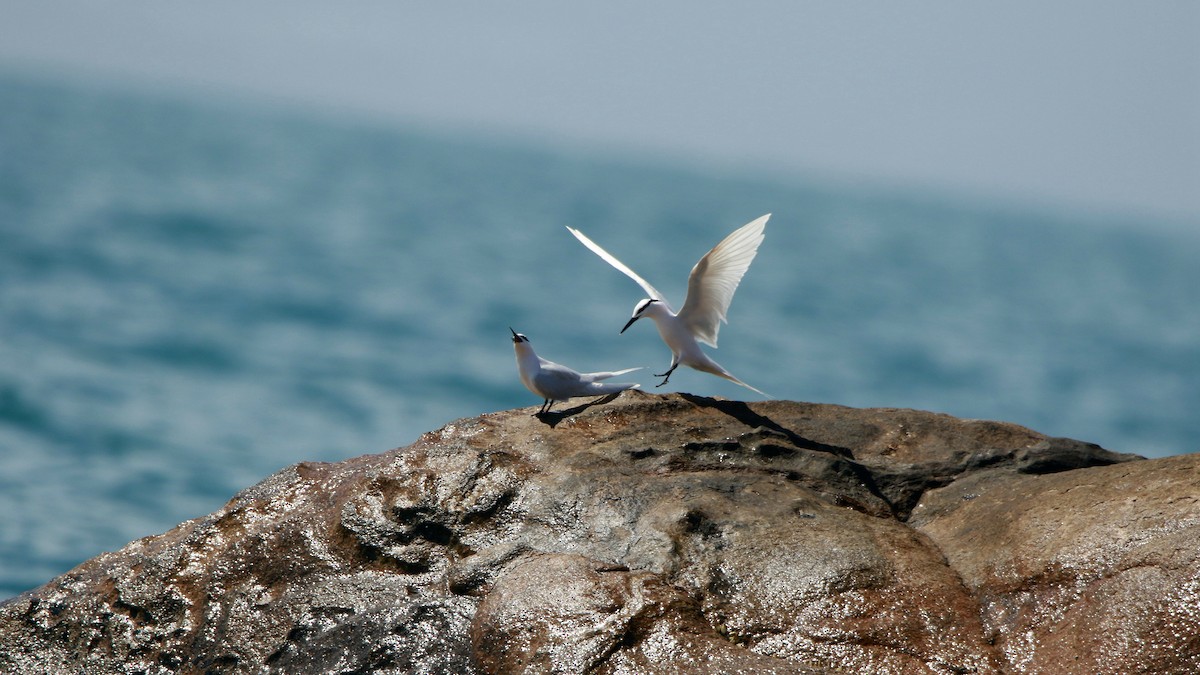 Black-naped Tern - little fish CHEN