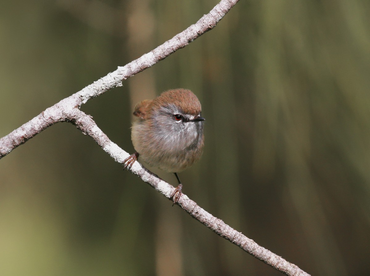 Brown Gerygone - Anonymous