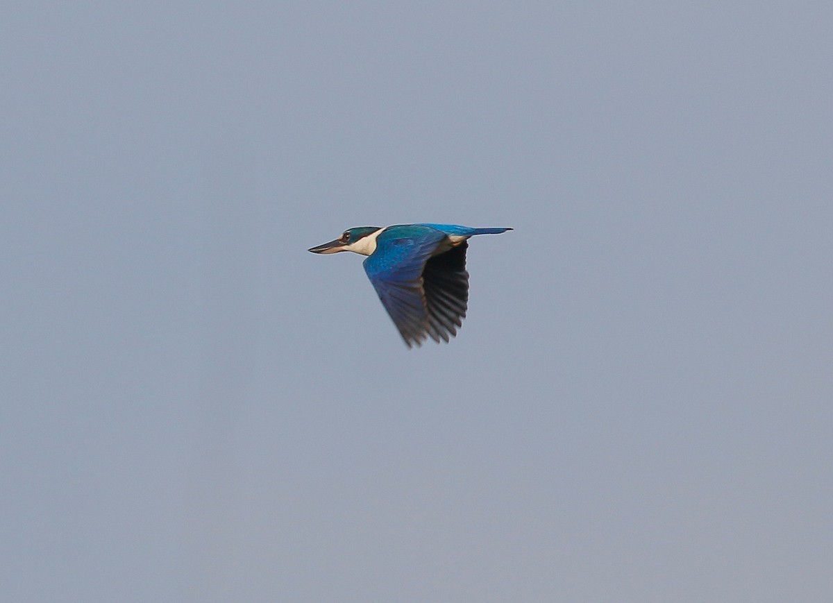 Collared Kingfisher - Neoh Hor Kee