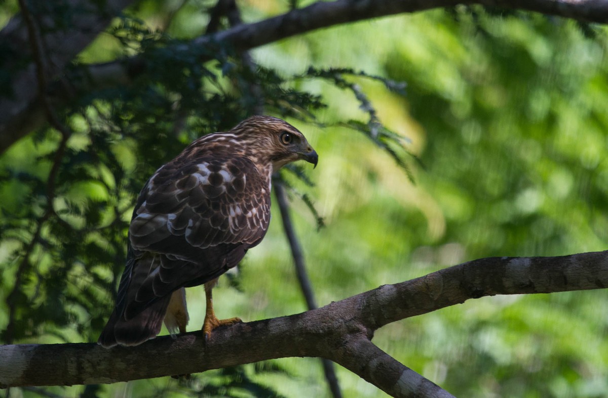 Broad-winged Hawk (Caribbean) - Santiago Imberti