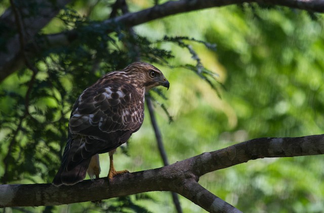 Broad-winged Hawk (Caribbean)