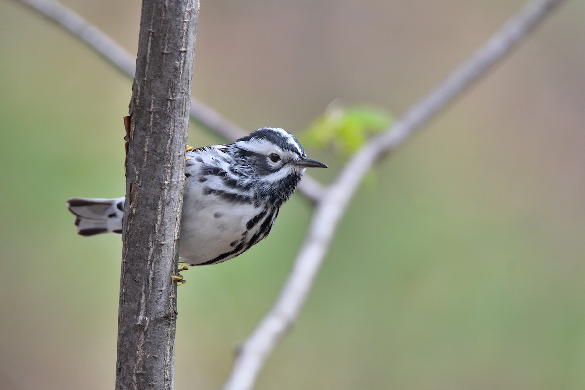 Black-and-white Warbler - terence zahner
