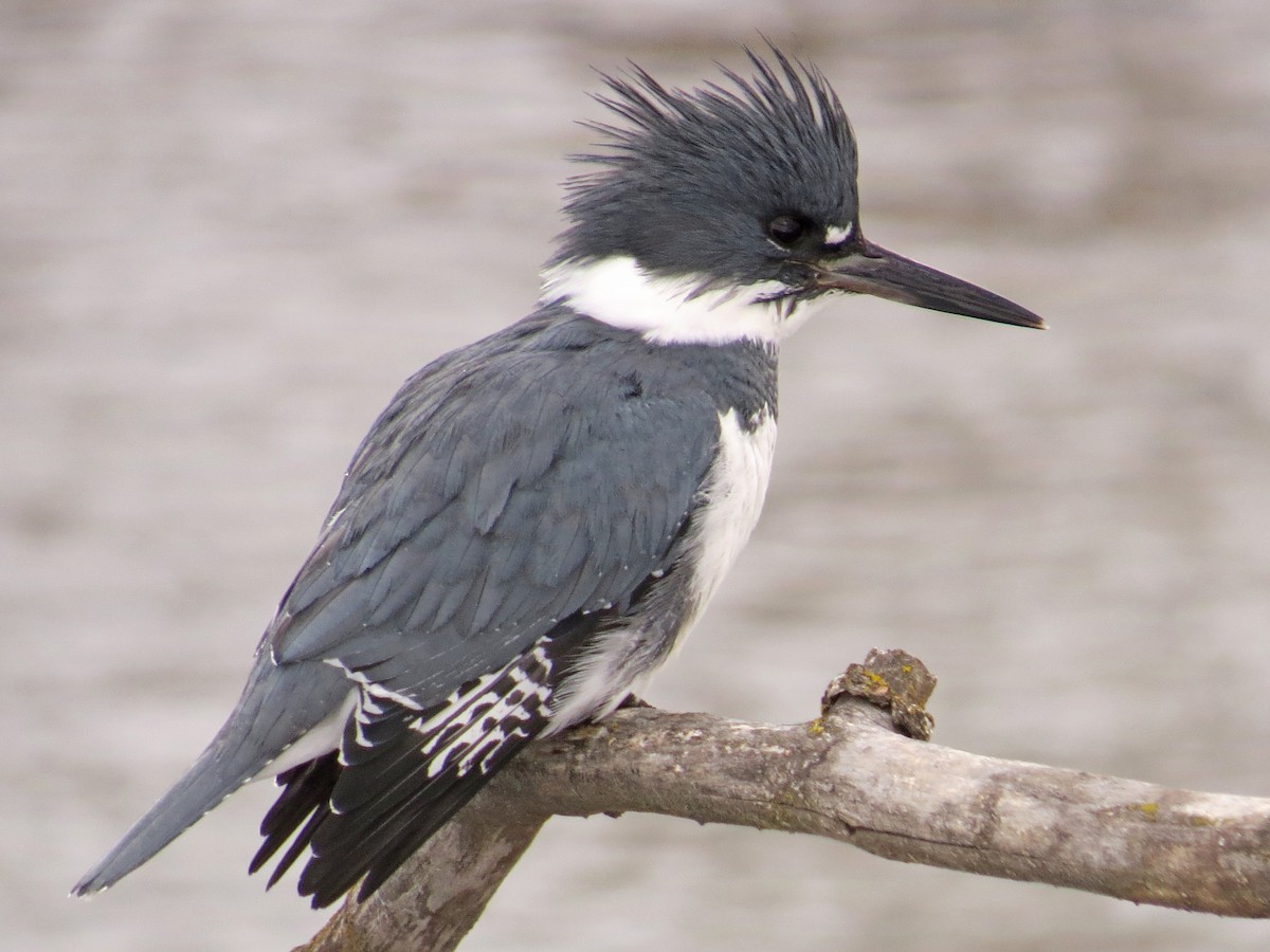 Belted Kingfisher - ML100620111