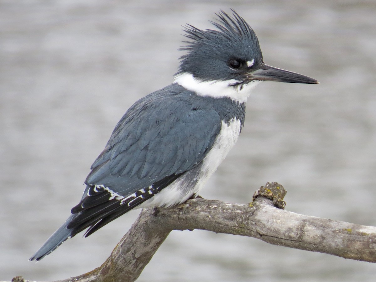 Belted Kingfisher - William Hearn