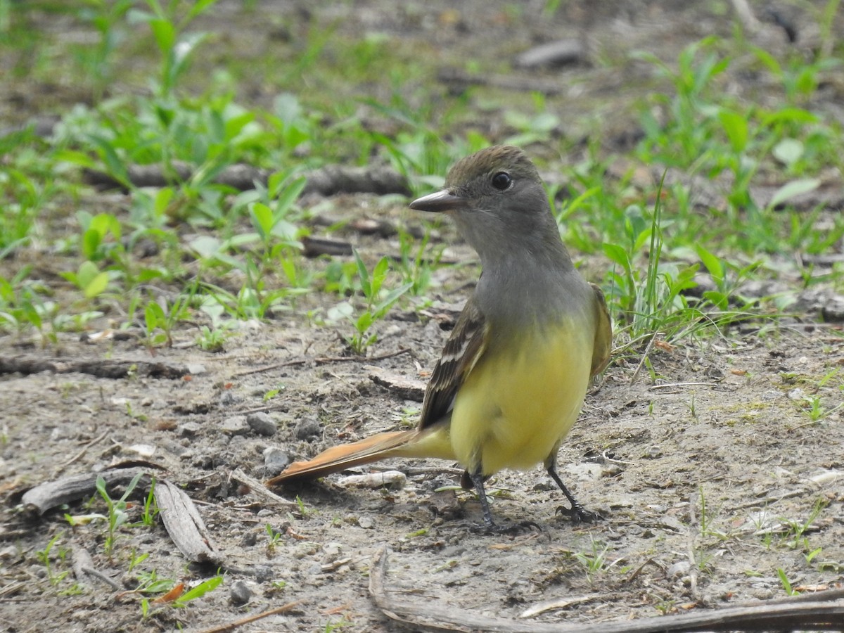 Great Crested Flycatcher - Jeanette Frazier