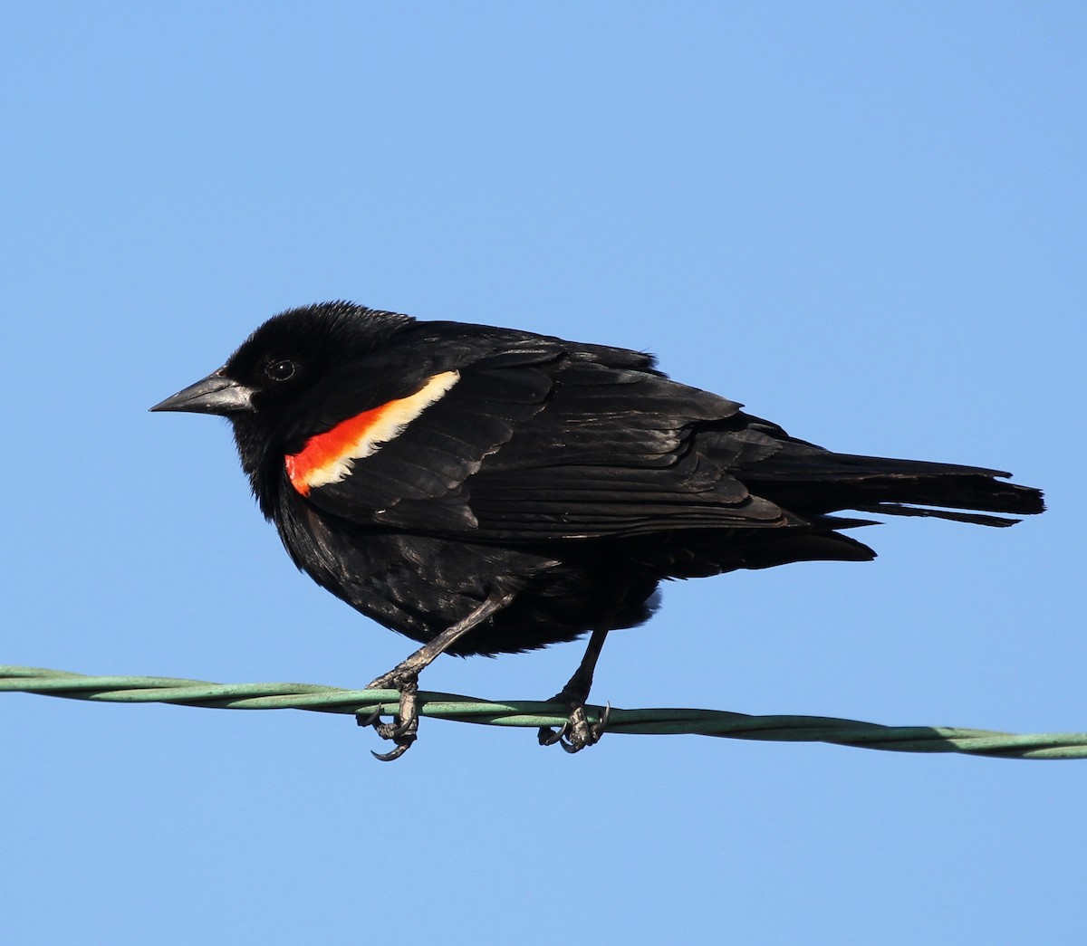 Red-winged Blackbird - Hélène Crête