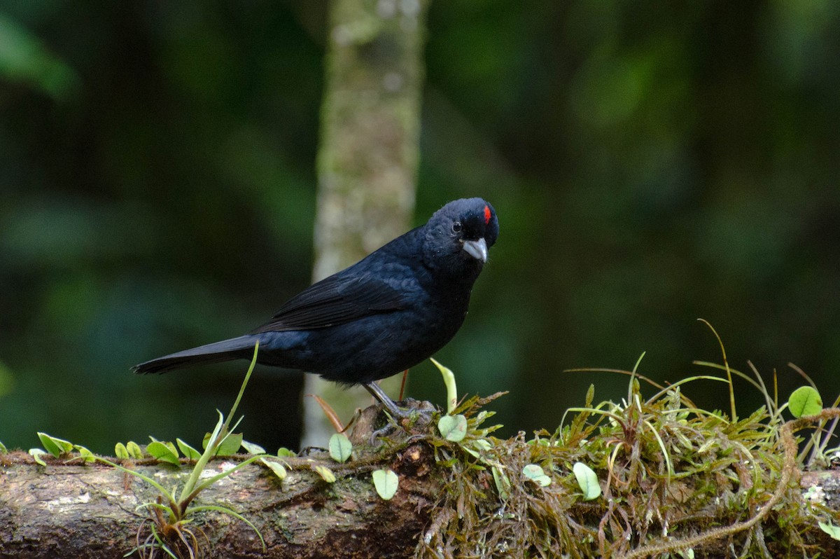 Ruby-crowned Tanager - ML100623281
