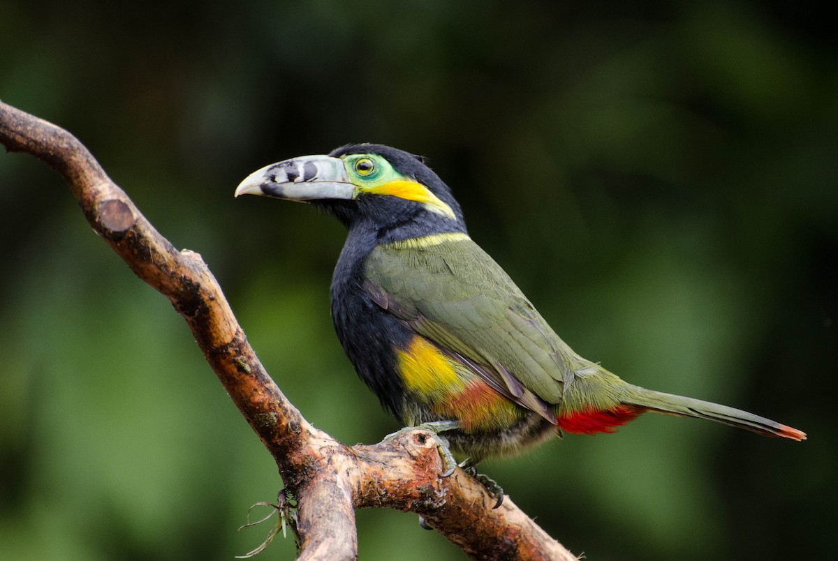 Spot-billed Toucanet - Marcos Eugênio Birding Guide