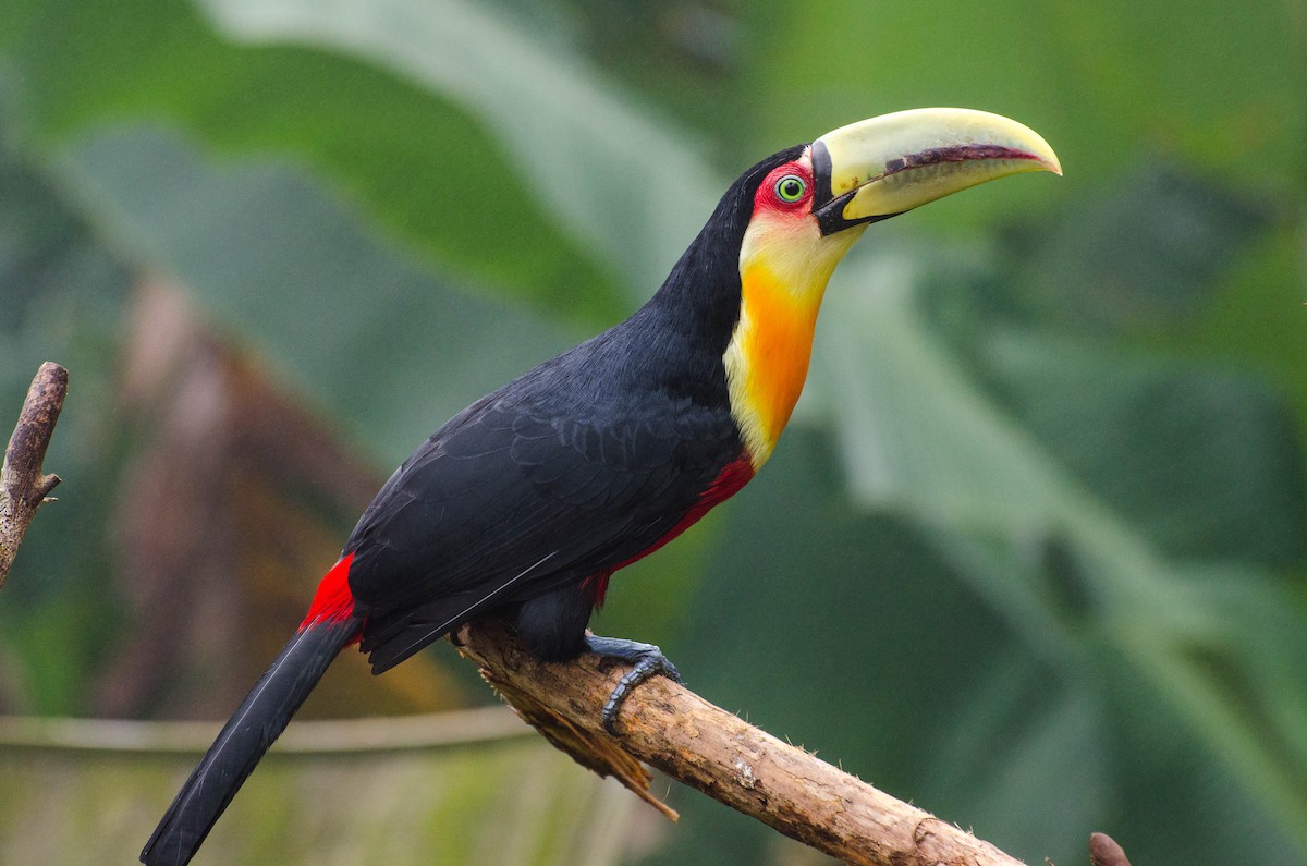 Red-breasted Toucan - ML100623661
