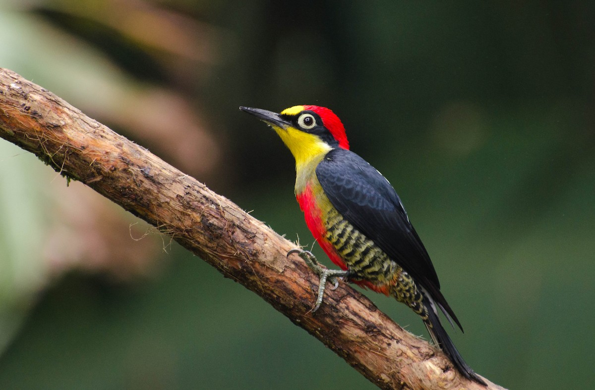 Yellow-fronted Woodpecker - Marcos Eugênio Birding Guide