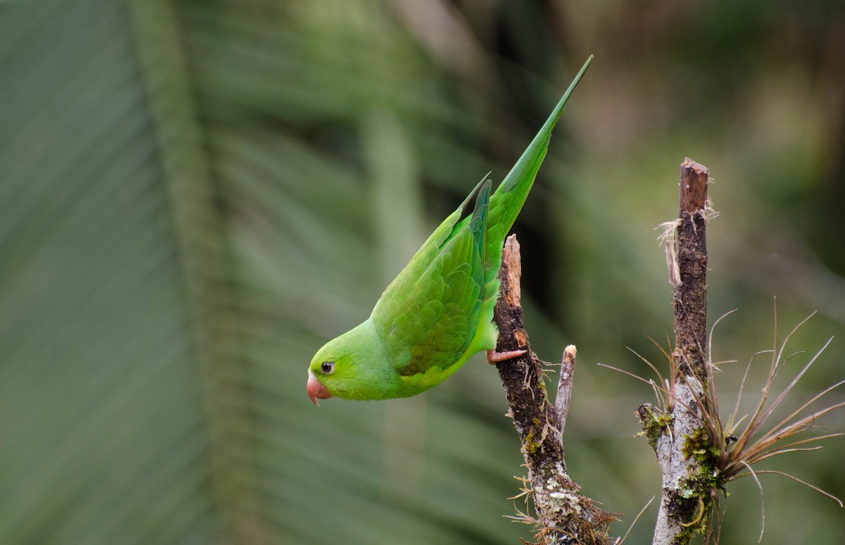 Plain Parakeet - Marcos Eugênio Birding Guide