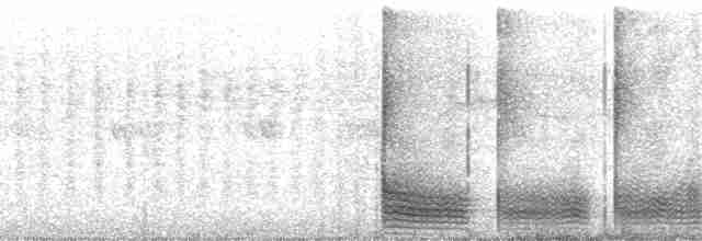 Крючкоклювая ванга (cetera) - ML100624
