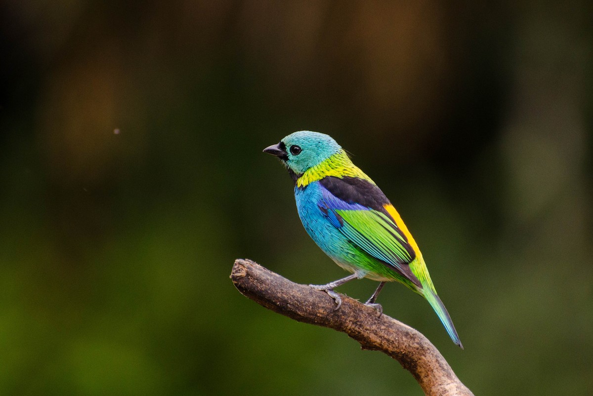 Green-headed Tanager - ML100624221