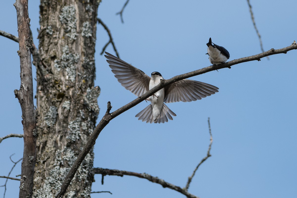 Tree Swallow - André Beauchesne