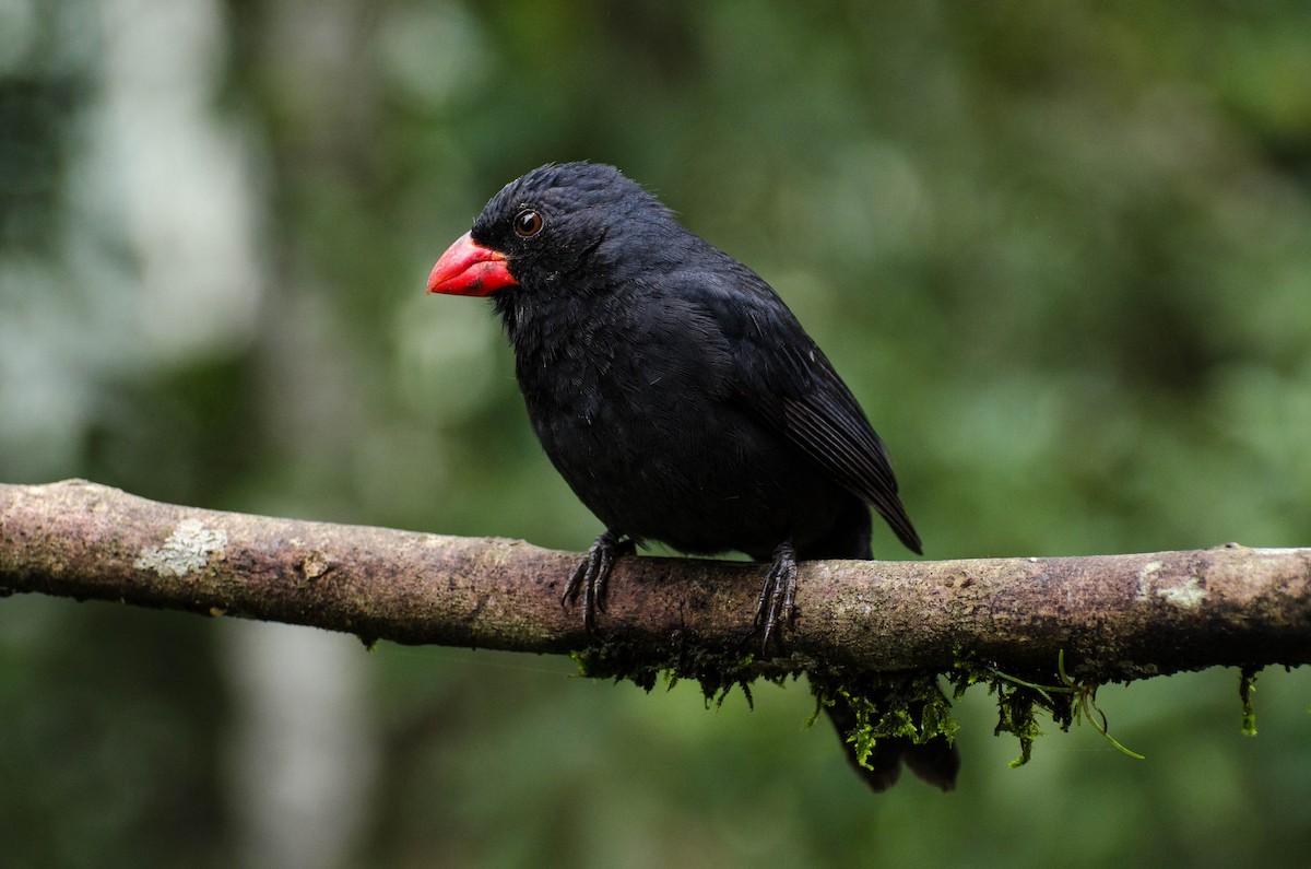 Black-throated Grosbeak - Marcos Eugênio Birding Guide