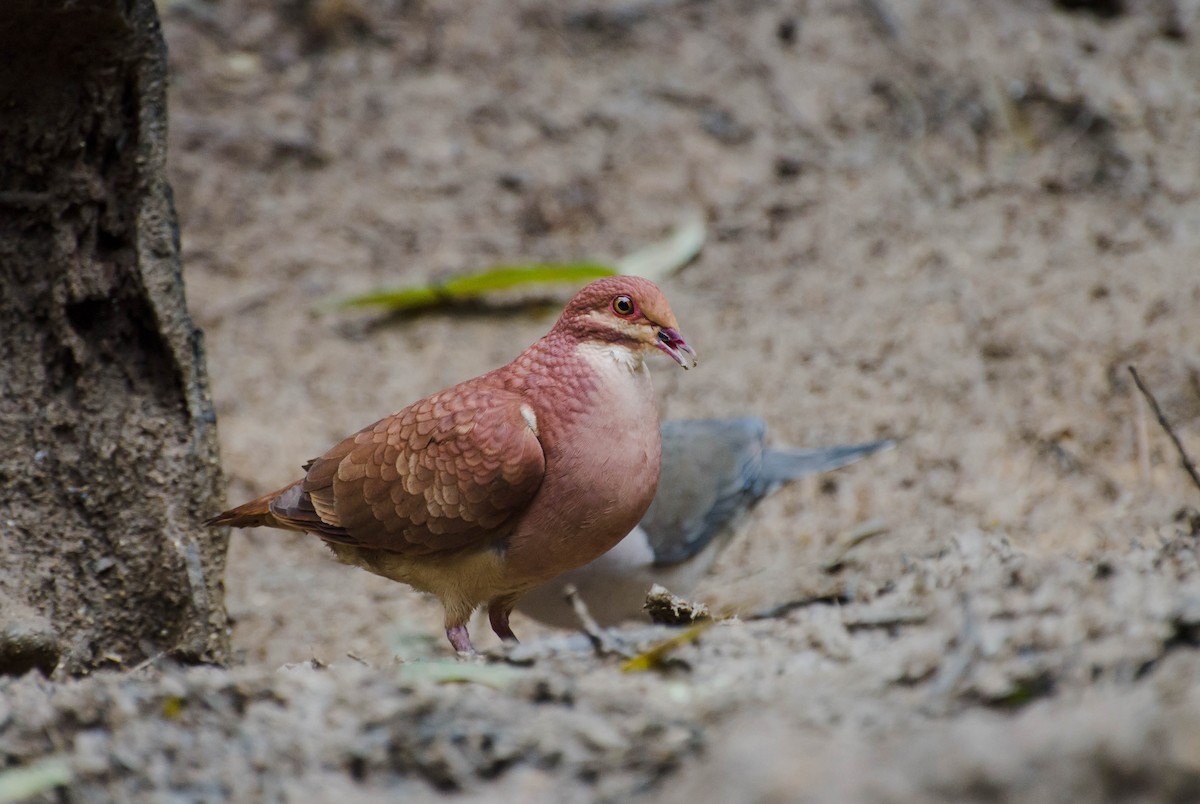 Ruddy Quail-Dove - Marcos Eugênio Birding Guide