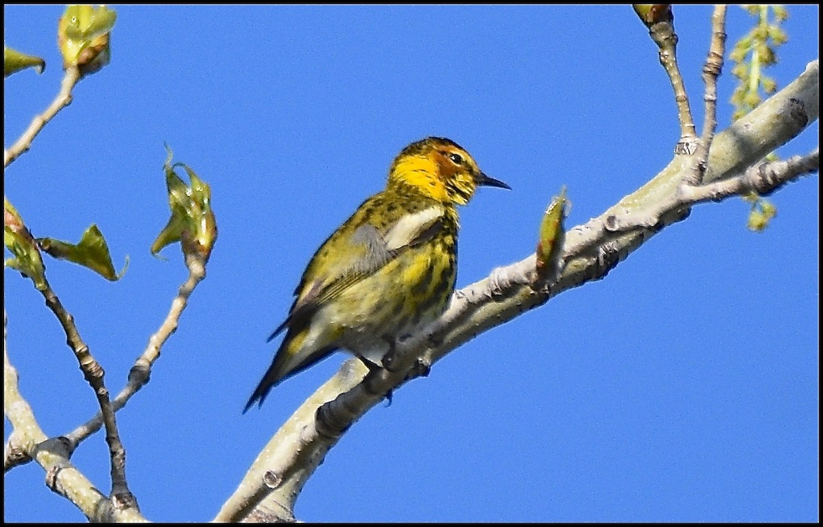 Cape May Warbler - ML100627991