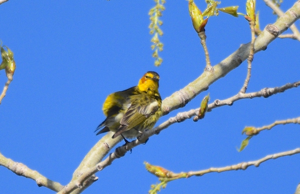 Cape May Warbler - ML100628001