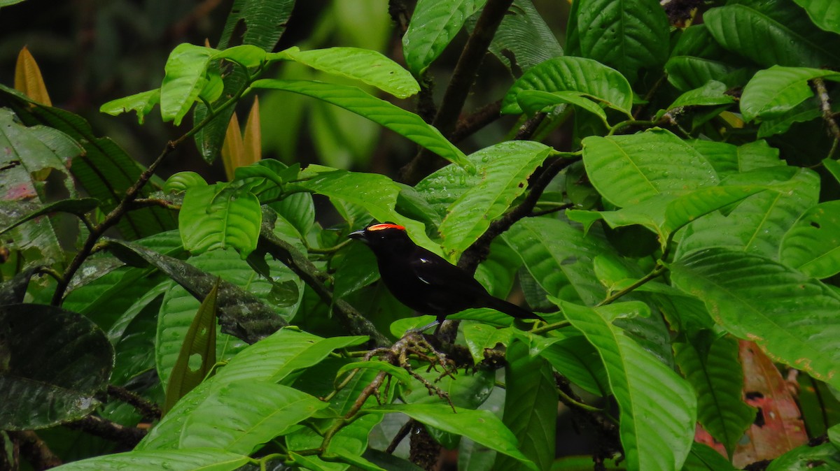 Flame-crested Tanager - ML100628801