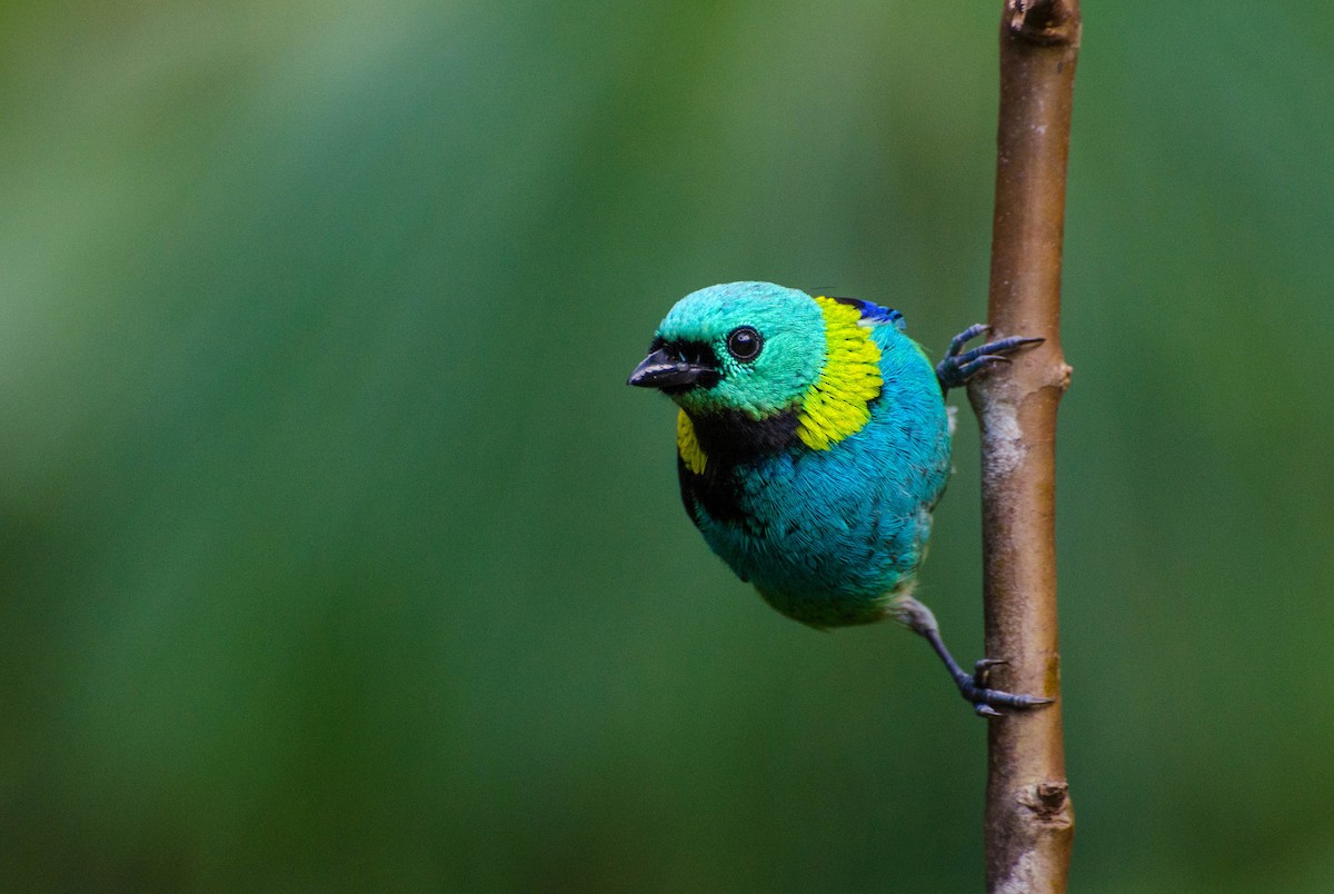 Green-headed Tanager - ML100629151