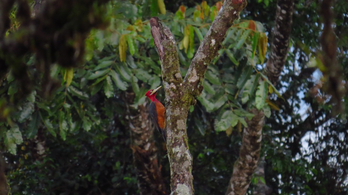 Red-necked Woodpecker - ML100629181