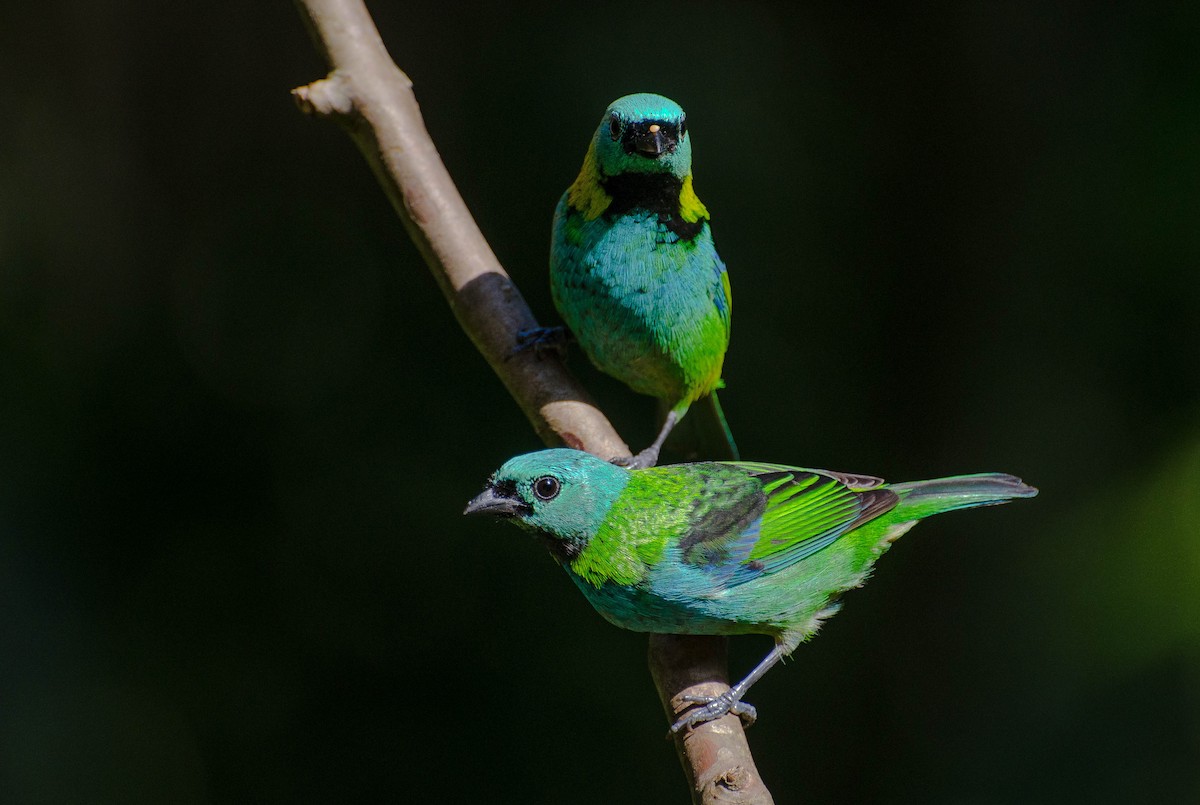 Green-headed Tanager - Marcos Eugênio Birding Guide