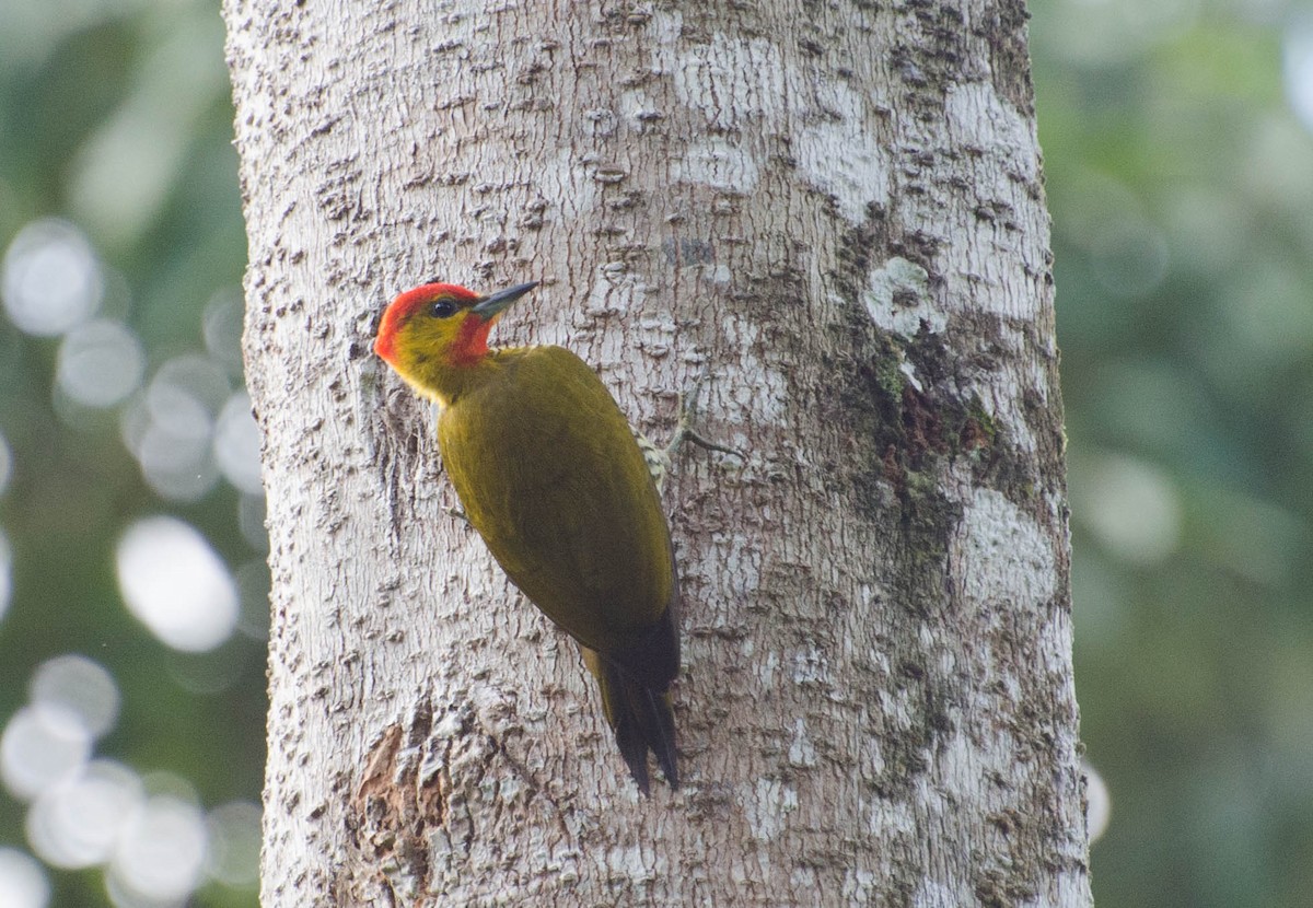 Yellow-throated Woodpecker - Marcos Eugênio Birding Guide