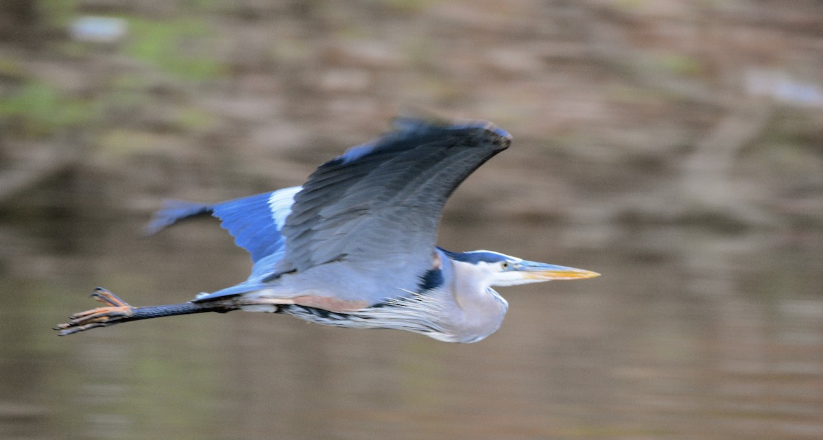 Great Blue Heron - COA Club d'ornithologie d'Ahuntsic