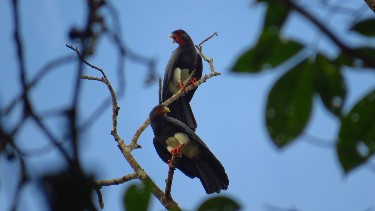 Red-throated Caracara - Jorge Muñoz García   CAQUETA BIRDING