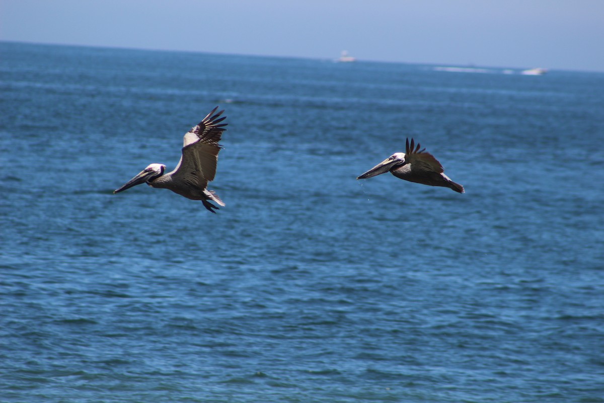 pelikán hnědý - ML100631351