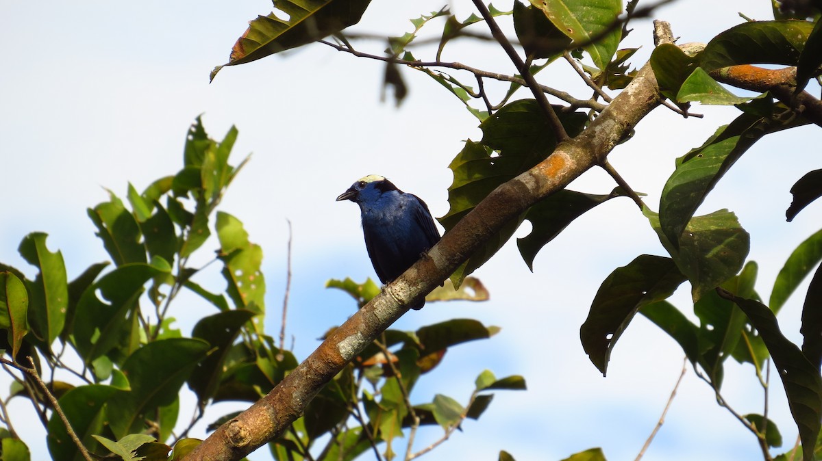 Opal-crowned Tanager - ML100631911