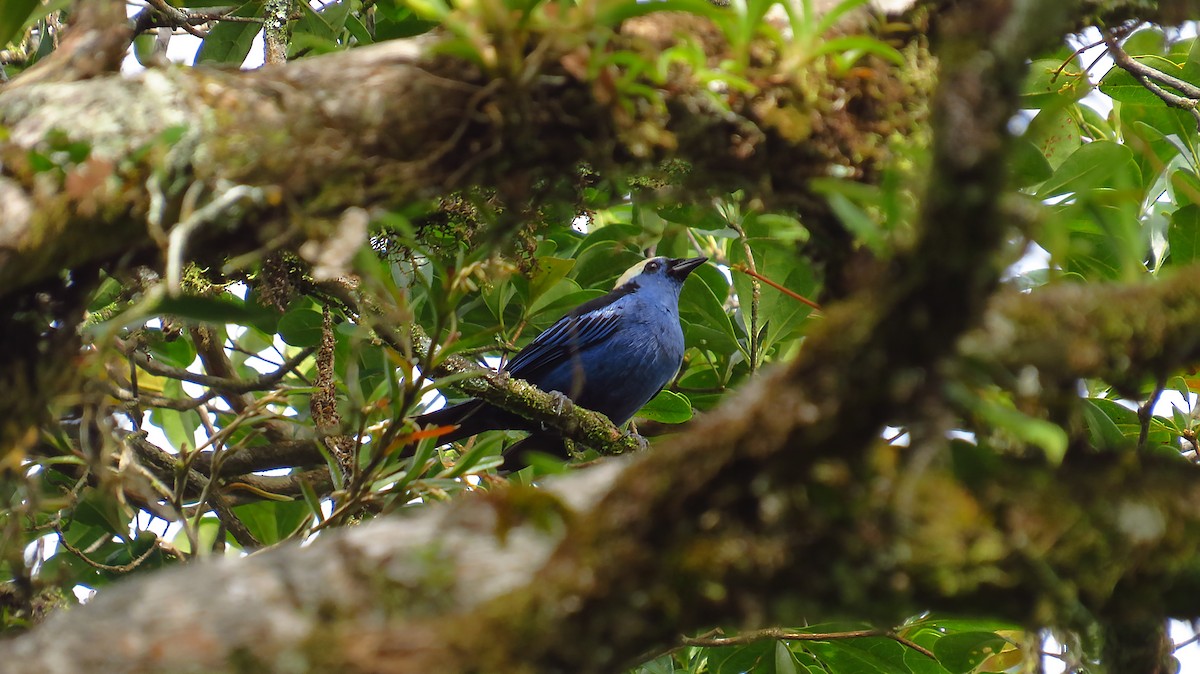 Opal-crowned Tanager - ML100632021