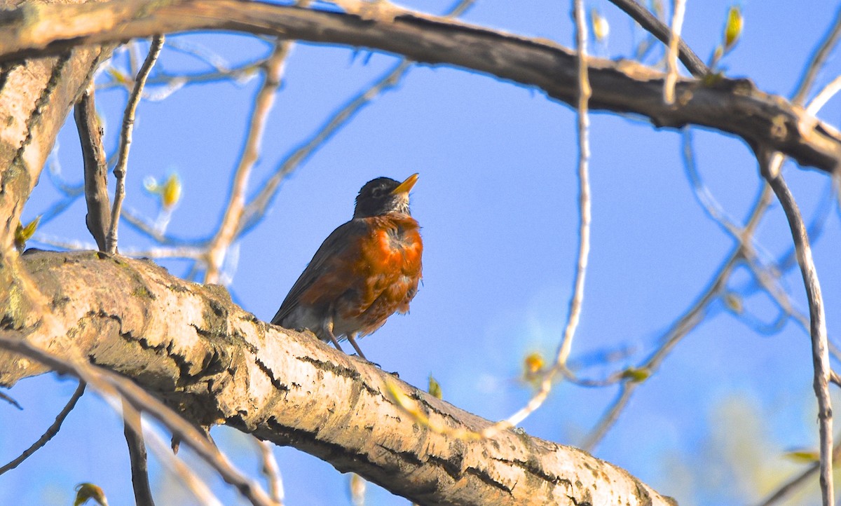 American Robin - COA Club d'ornithologie d'Ahuntsic