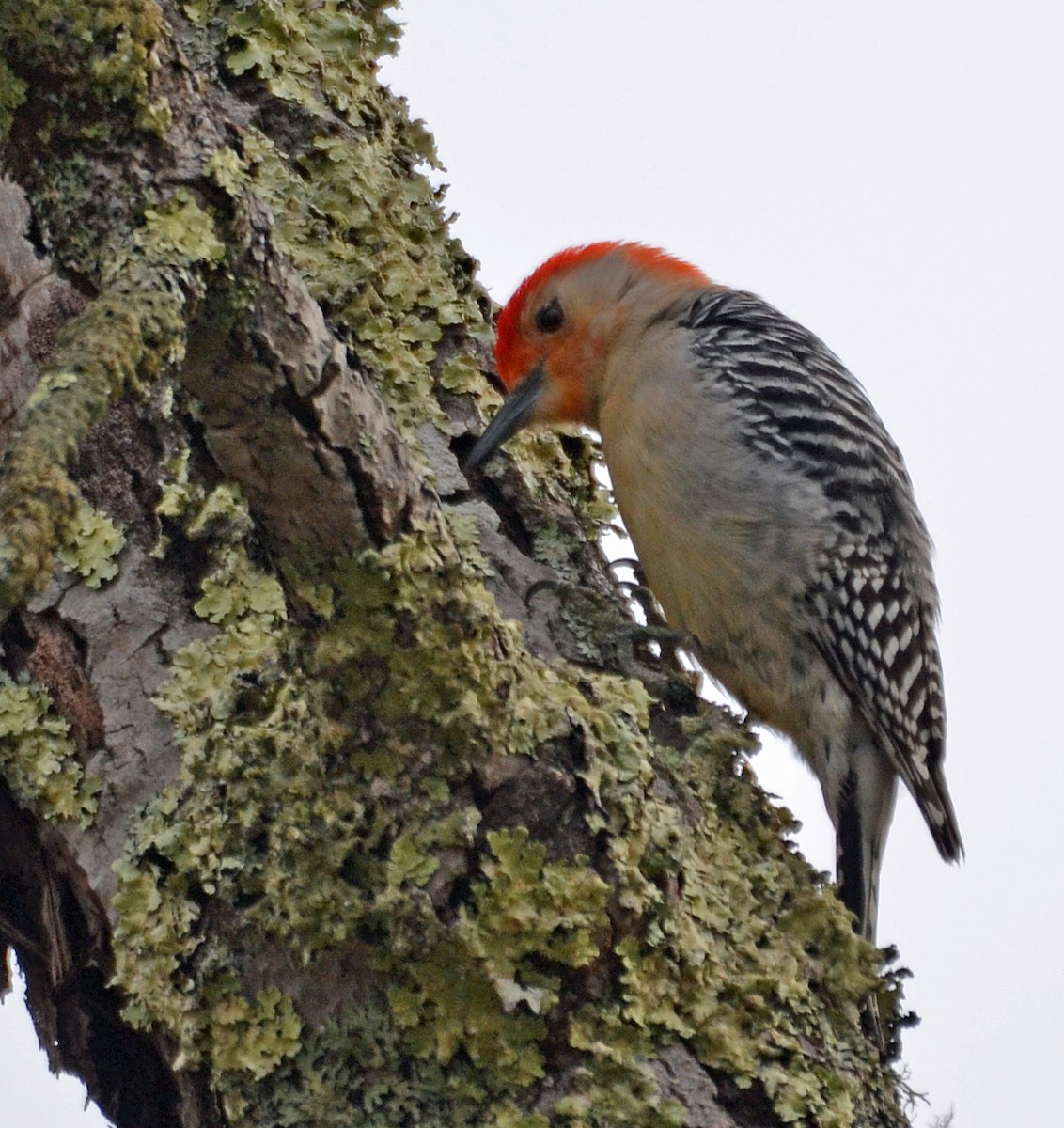 Red-bellied Woodpecker - Michael J Good