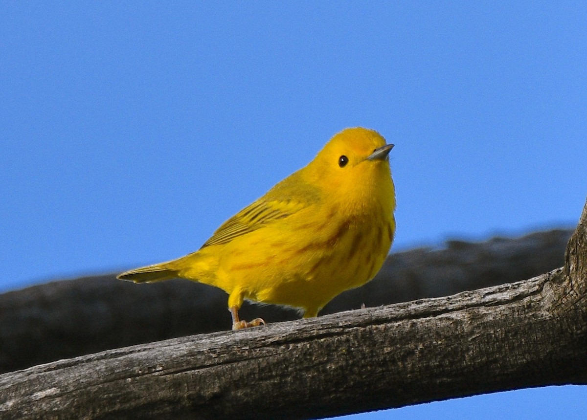 Yellow Warbler - COA Club d'ornithologie d'Ahuntsic