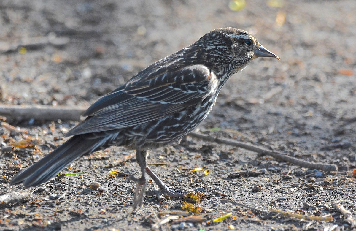 Red-winged Blackbird - COA Club d'ornithologie d'Ahuntsic