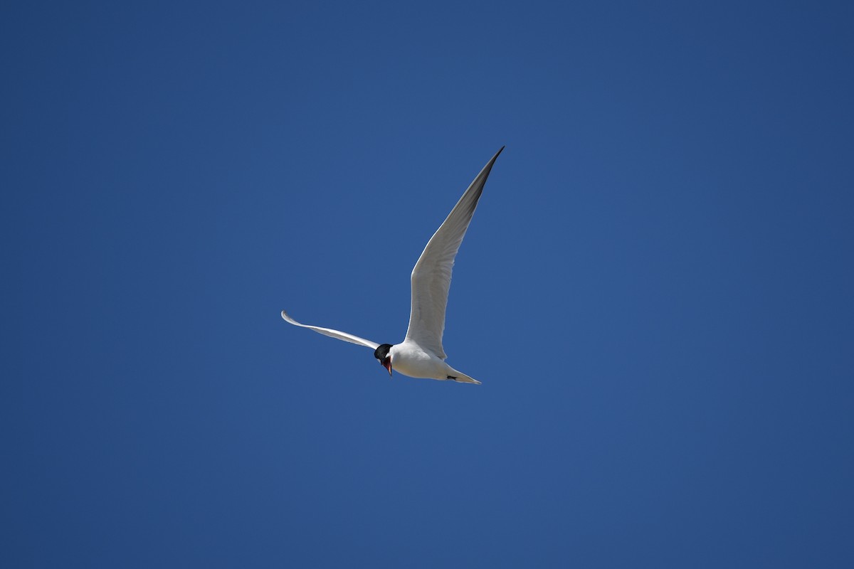 Gull-billed Tern - Hannes Leonard