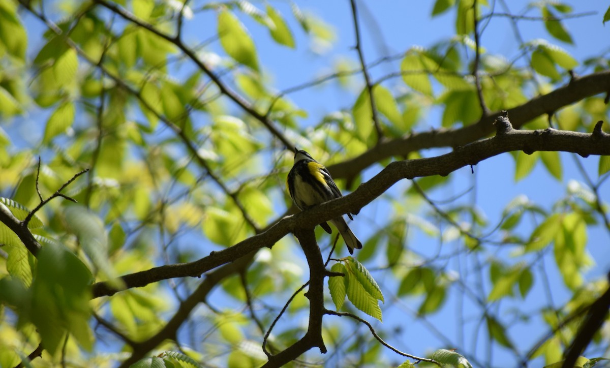 Yellow-rumped Warbler - Robert Allie