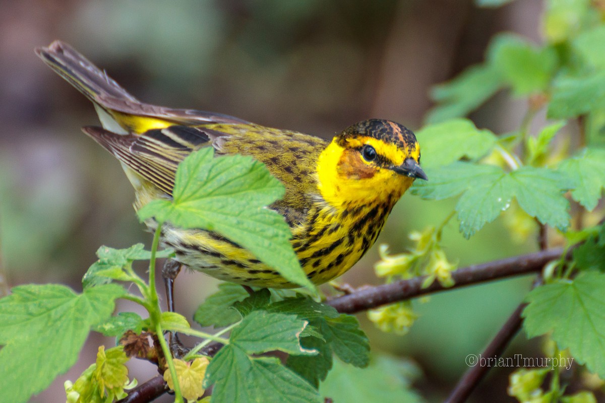 Cape May Warbler - ML100638611