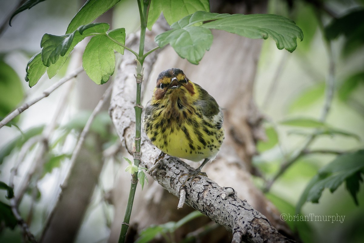 Cape May Warbler - ML100638771