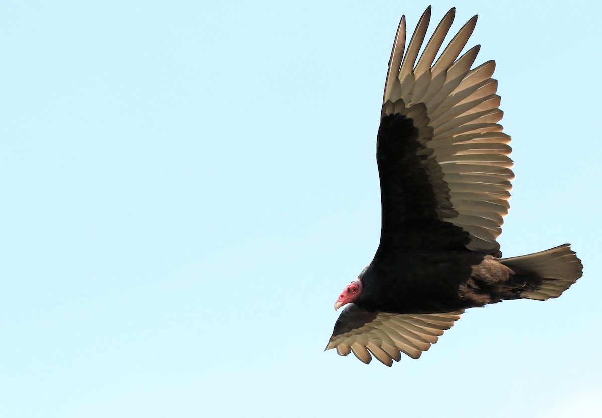 Turkey Vulture - ML100640001